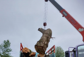 Спил тополей
