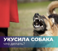 Уважаемые жители! Убедительная просьба держать собак на привязи!